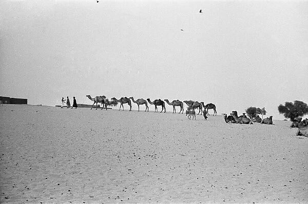 Since the Middle Ages, camel caravans have navigated north from the fabled city of