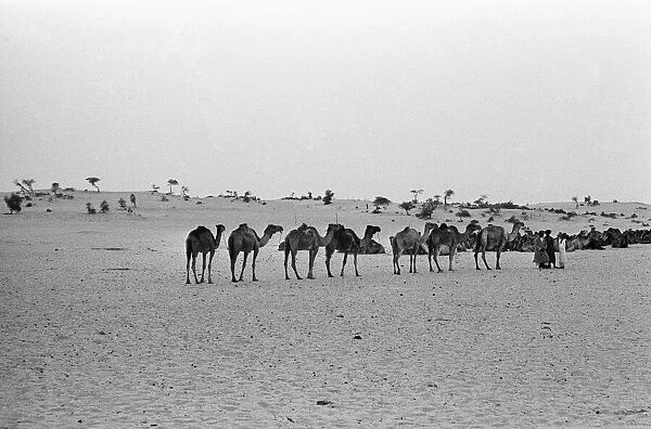 Since the Middle Ages, camel caravans have navigated north from the fabled city of