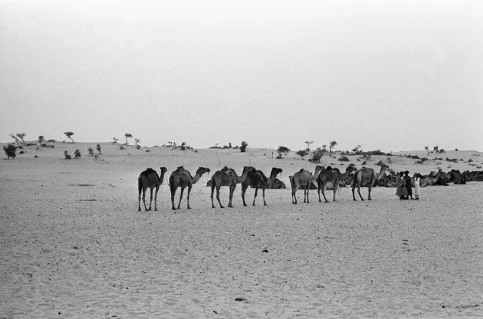 Framed Print : Since the Middle Ages, camel caravans have navigated north from the fabled city of Framed Print : Since the Middle Ages, camel caravans have navigated north from the fabled city of