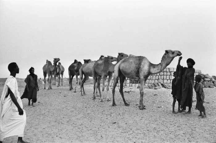 Framed Print : Since the Middle Ages, camel caravans have navigated north from the fabled city of Framed Print : Since the Middle Ages, camel caravans have navigated north from the fabled city of