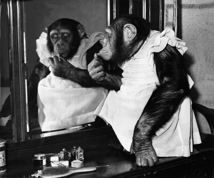 Framed Print : Midge, a five-year-old tame chimpanzee is up to some mischief on her mistresses dressing Framed Print : Midge, a five-year-old tame chimpanzee is up to some mischief on her mistresses dressing