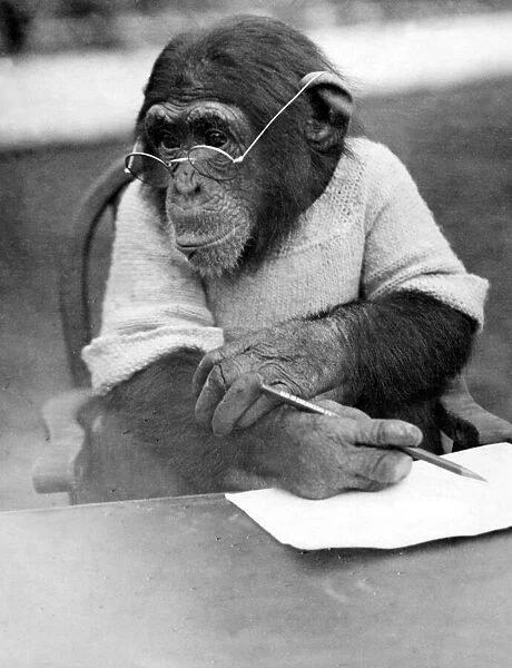 Mike the clever Chimpanzee looks for inspiration. April 1926