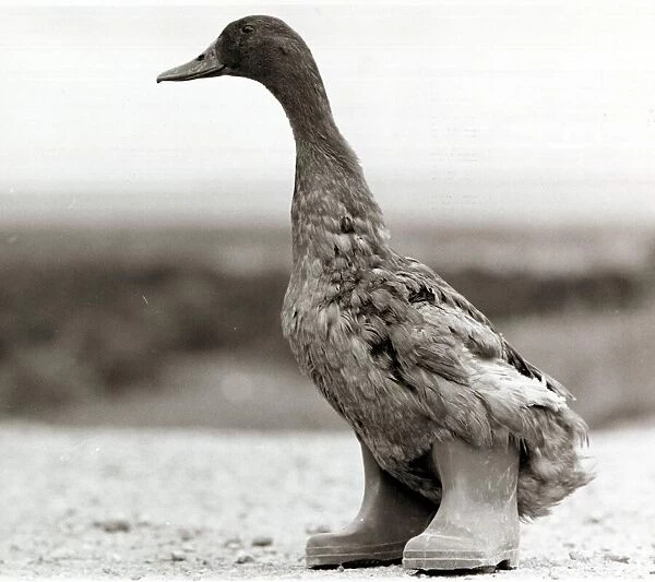 Mildred the Duck - wearing a pair of wellies - June 1980