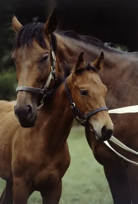 Framed Print : Millavera and her three months old filly foal Flashdance August 1983 Framed Print : Millavera and her three months old filly foal Flashdance August 1983