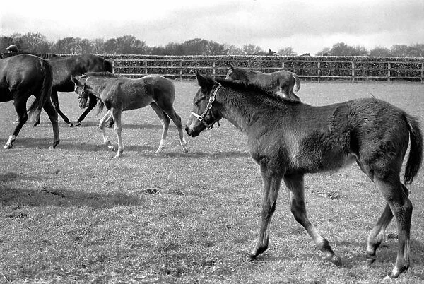Million dollar trio trying out the fresh air of Newmarket in a paddock at Dunchurch Lodge