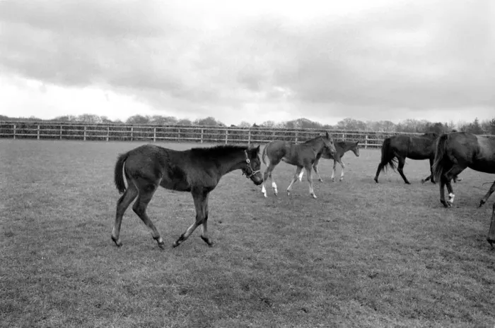 Framed Print : Million dollar trio trying out the fresh air of Newmarket in a paddock at Dunchurch Lodge Framed Print : Million dollar trio trying out the fresh air of Newmarket in a paddock at Dunchurch Lodge