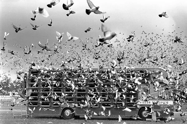 Millions of Pigeon Racing enthusiasts love their birds