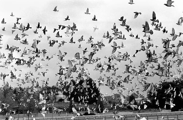 Millions of Pigeon Racing enthusiasts love their birds