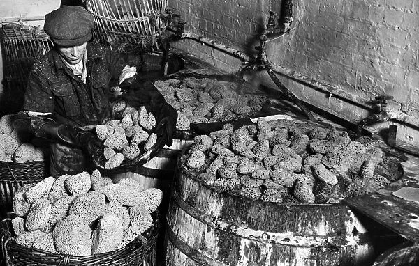 Millions of sponges from the Mediterranean are treated in London, before distribution