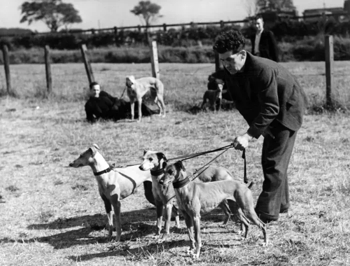 Framed Print : Miners lavish care on their dog pals and here is Mr. L Thompson getting his whippets into Framed Print : Miners lavish care on their dog pals and here is Mr. L Thompson getting his whippets into