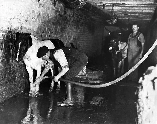 Miners give their pit ponies a clean. March 1941 P017819