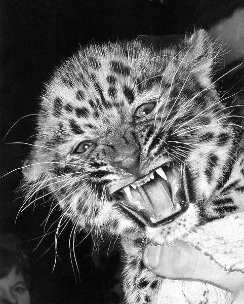 Ming, the Chinese leopard cub who was born at London Zoo