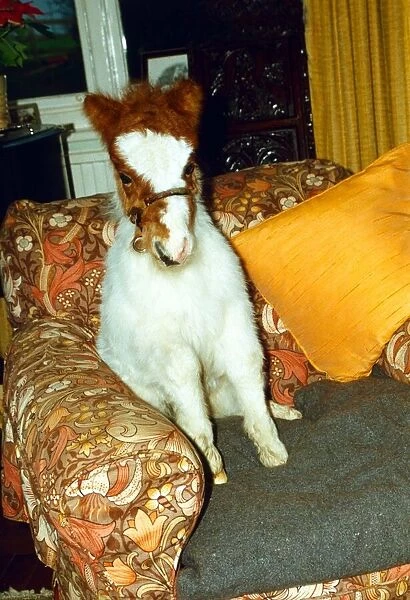 Mini Shetland Pony foal called Star sitting in his own lounge chair. January 1990