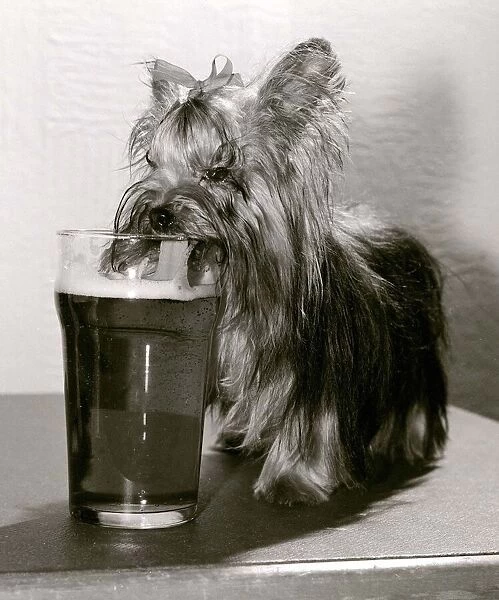 Mini the Yorkshire Terrier lapping up the beer in her her home
