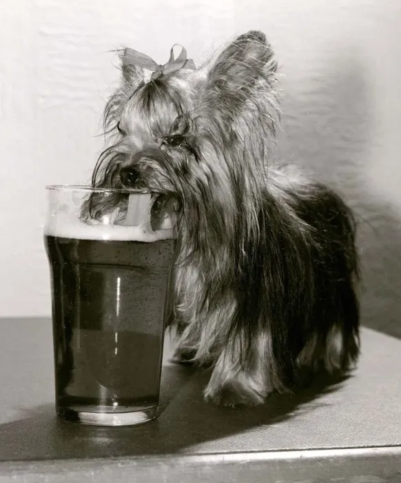 Framed Print : Mini the Yorkshire Terrier lapping up the beer in her her home