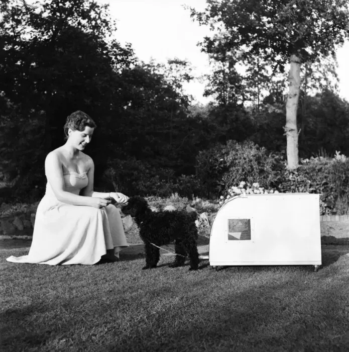 Framed Print : Miniature French Poodle pulling her kennel on wheels with mistress Miss Barbara Cochrane Framed Print : Miniature French Poodle pulling her kennel on wheels with mistress Miss Barbara Cochrane