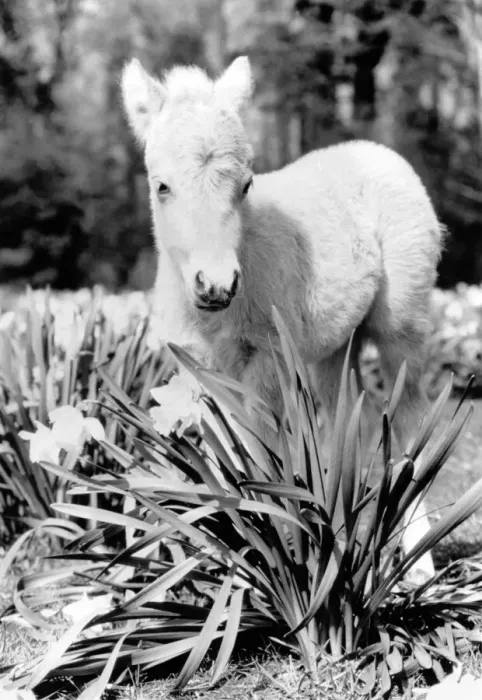 Framed Print : A miniature horse standing among the flowers. November 1986 P004064 Framed Print : A miniature horse standing among the flowers. November 1986 P004064