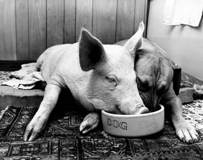 Framed Print : Minnie, the 19 weeks old pig owned by Mrs Walters of Sinnington near Malton, Yorkshire Framed Print : Minnie, the 19 weeks old pig owned by Mrs Walters of Sinnington near Malton, Yorkshire