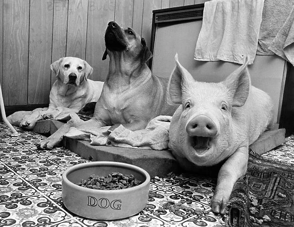 Minnie the pig 'woofs'in unison with Keeley the Rhodesian ridgeback