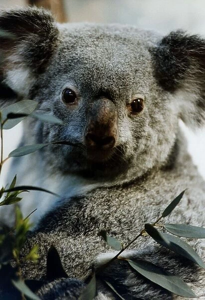 One of the Mirror sponsored Koala Bears circa 1995