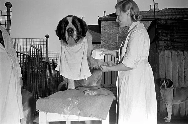Miss Gladys Wilmot 'dry-cleans'St. Bernard dogs Apollo and Pericles