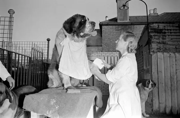 Framed Print : Miss Gladys Wilmot dry-cleans'St. Bernard dogs Apollo and Pericles Framed Print : Miss Gladys Wilmot dry-cleans'St. Bernard dogs Apollo and Pericles