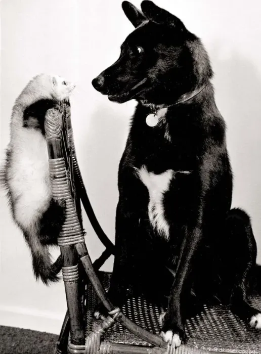 Framed Print : Missus the cross bred labrador dog and Misty the ferret sitting on a wicker chair Framed Print : Missus the cross bred labrador dog and Misty the ferret sitting on a wicker chair