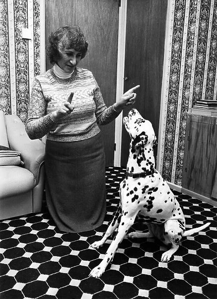 Misty the dalmation dog sits to a sign command from Maureen