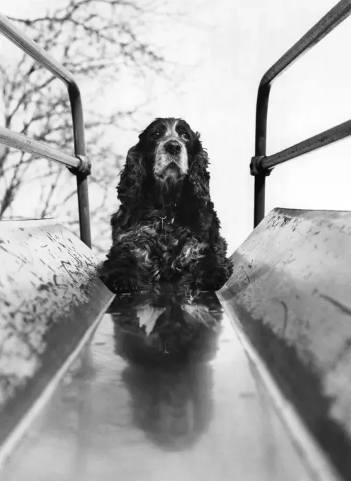 Framed Print : Misty the spaniel loves to go to her local park in Bury, Lancashire Framed Print : Misty the spaniel loves to go to her local park in Bury, Lancashire
