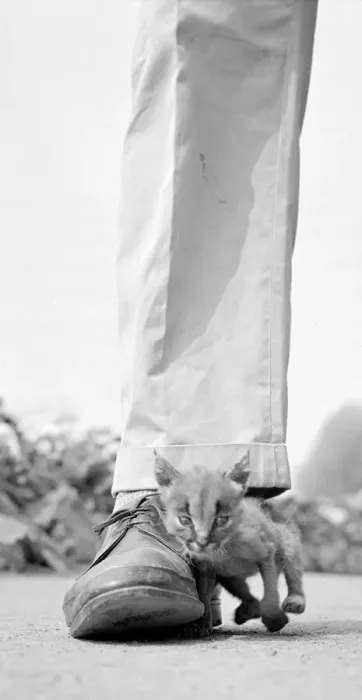 Framed Print : Mitzi the orphan Lynx cub leans against the shoe of Zoo keeper John Sumner who is raising