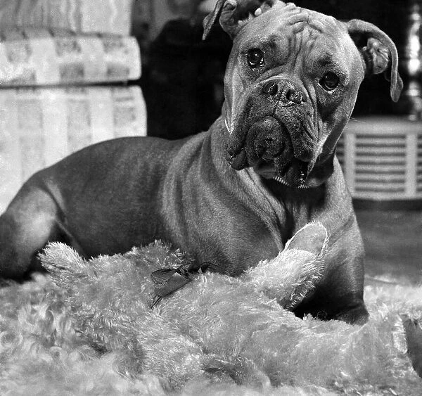 Mitzi the Staffordshire Bull, Terrier dog at home with her toys. November 1954 P007461