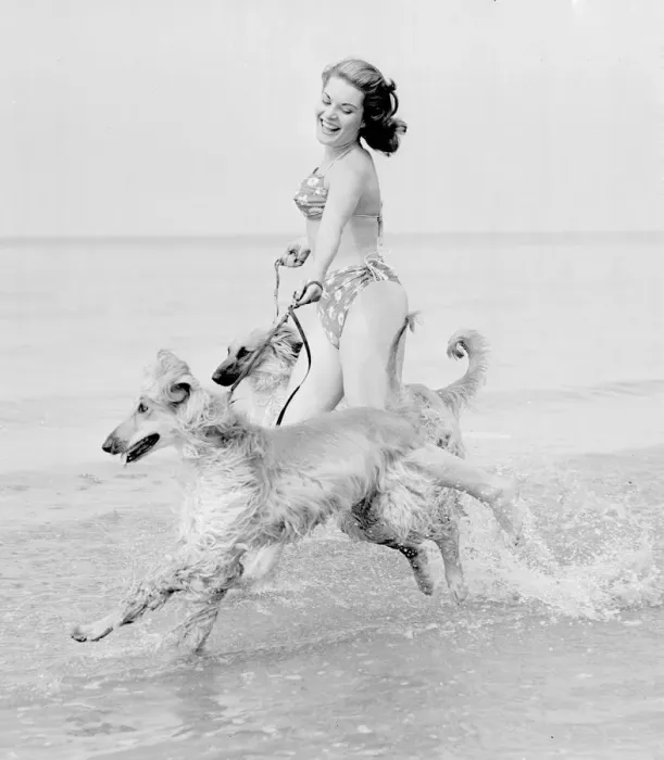 Framed Print : Model Belinda Lee seen here with here Afghan hounds on the beach at Cliftonville, Kent Framed Print : Model Belinda Lee seen here with here Afghan hounds on the beach at Cliftonville, Kent