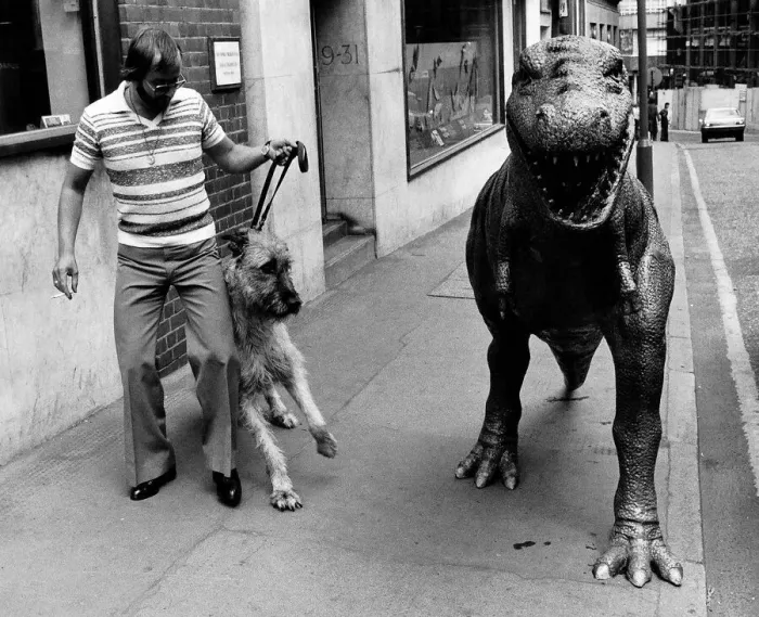 Framed Print : Models Animals Dinosaurs Tyrannosaurus Rex scares an Irish Wolfhound dog walking down Framed Print : Models Animals Dinosaurs Tyrannosaurus Rex scares an Irish Wolfhound dog walking down
