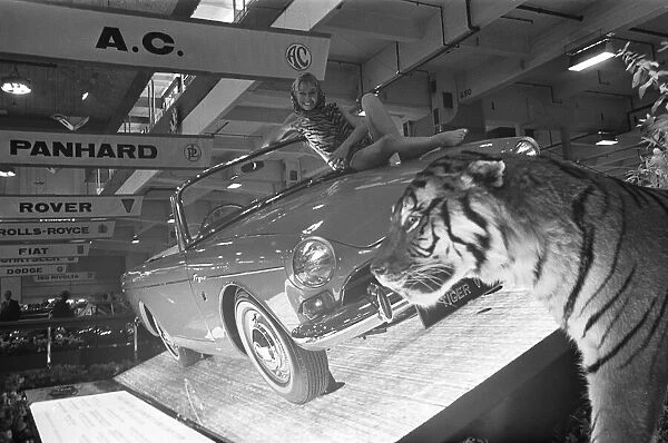 Models draped over the bonnet of an AC Tiger car at the British International Motor Show