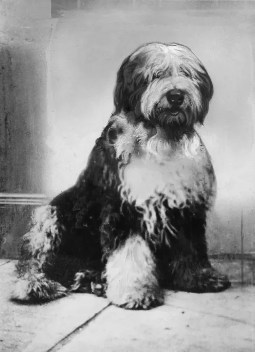 Framed Print : Moffat Treasure, the dog. Moffat Treasure is an old English sheep dog