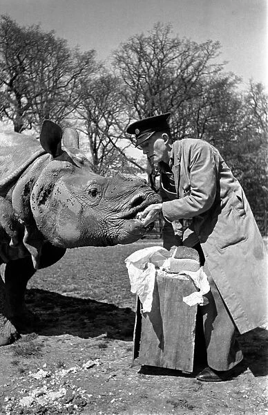Mohan the rhino at London Zoo who eats a loaf of bread a day which is specialy baked for