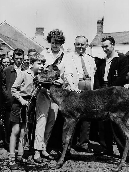 Moment of parting. Tony Hurford huge his deer after she was auctioned. July 1962 P000514