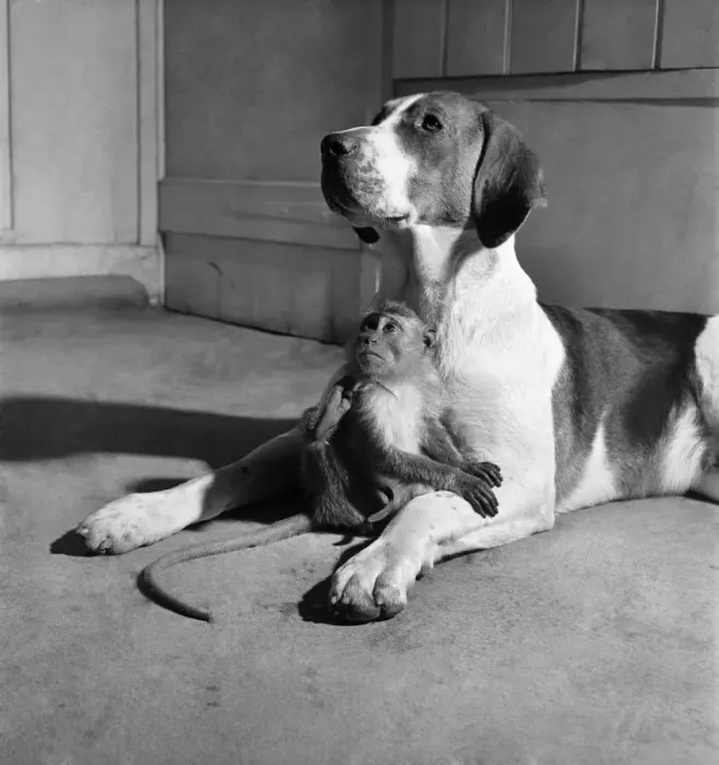 Framed Print : Monkey and foxhound dog. March 1952 C1321-001 Framed Print : Monkey and foxhound dog. March 1952 C1321-001