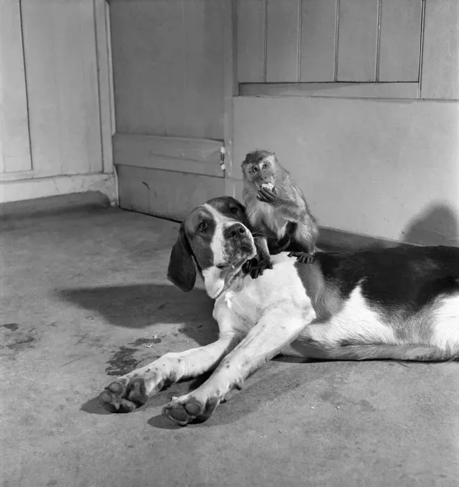 Framed Print : Monkey and foxhound dog. March 1952 C1321-003 Framed Print : Monkey and foxhound dog. March 1952 C1321-003