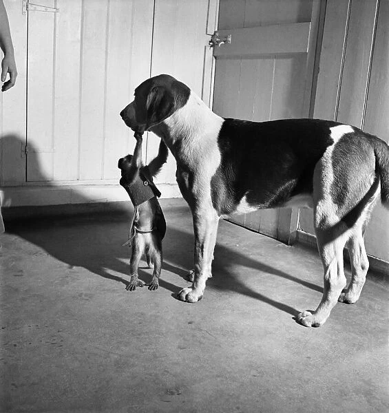 Monkey and foxhound dog. March 1952 C1321-004
