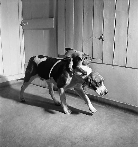 Monkey and foxhound dog. March 1952 C1321