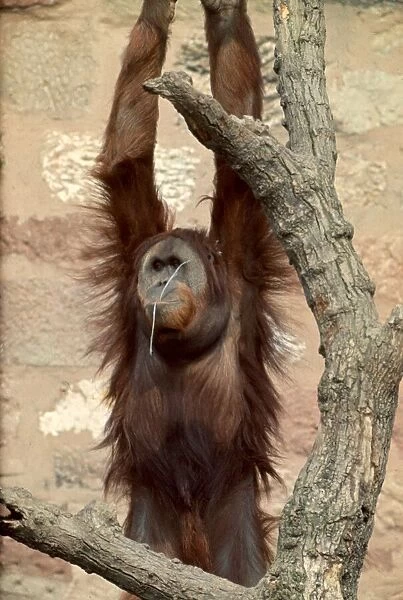 Monkey hanging from a tree whilst chewing on a stick in Chester Zoo June 1969