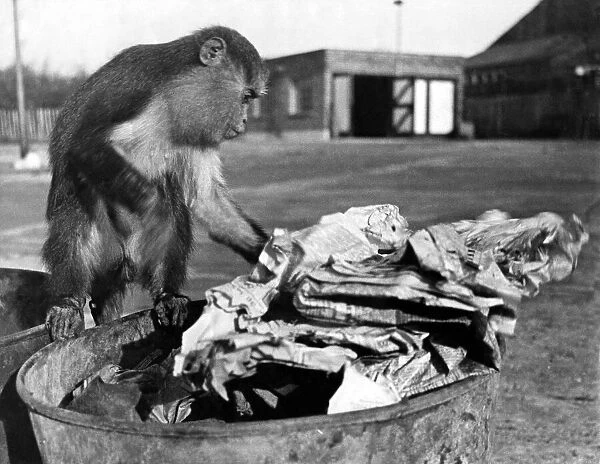 Monkey helps paper salvage December 1941. Local Caption P002207