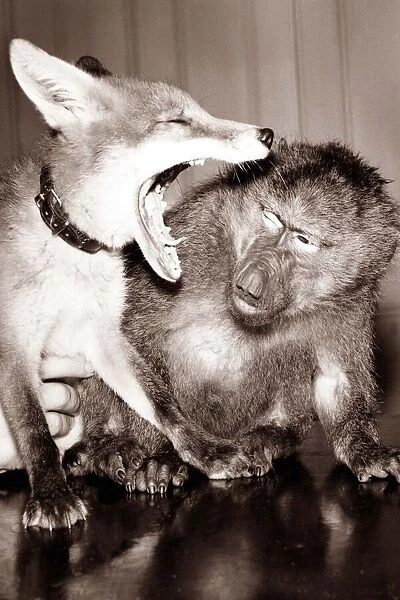 A monkey inspects his foxy friends mouth as he yawns