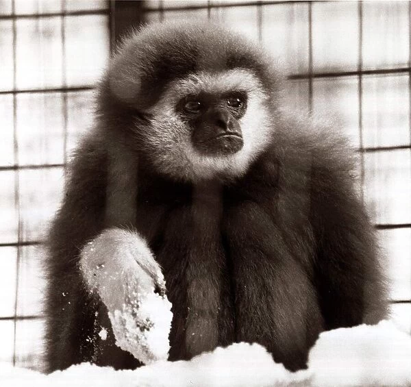 Monkey at London Zoo- January 1982