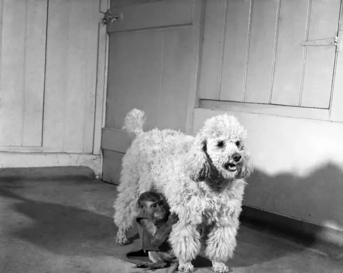 Framed Print : Monkey and poodle dog. March 1952 C1321-002
