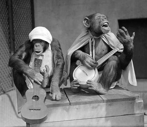 Monkeys at London Zoo. Chimpanzees playing dressed in clothes