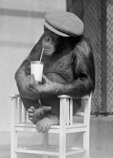 Monkeys at London Zoo. Sitting in chair Chimpanzees wearing flat cap