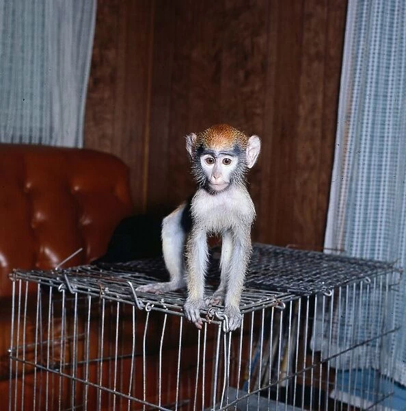 Monkeys March 1977 Monkey Pinnochio standing on cage