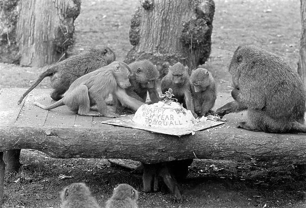 Monkeys Party: Monkeys and baboons